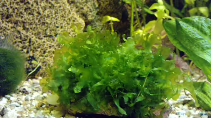 Süßwassertang auf Lavastein  von manala (12)