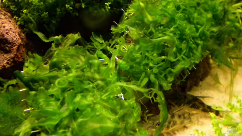 Süßwassertang (Pellia) von Marc Joist (14)