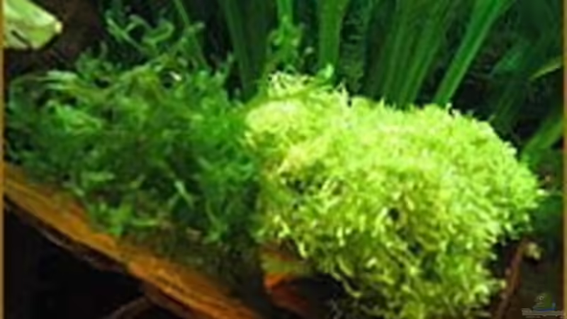 Süßwassertang u. Riccia von Sabine Hoffmann (8)