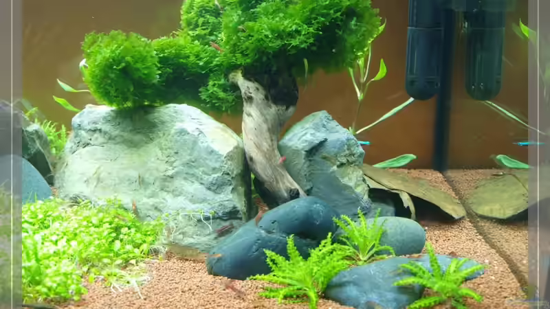 Süßwassertang und Pogostemon herferi von Pseudomugil (7)