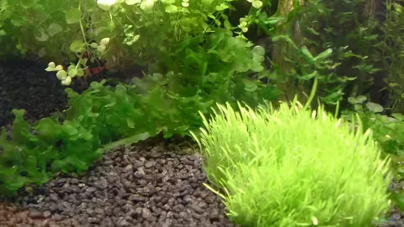 Süßwassertang und Ultricularia graminifolia von Timo Wünsche (14)