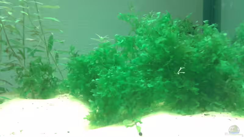 Süßwassertang von er1301 (13)