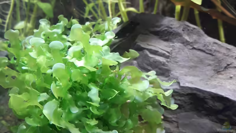 Süßwassertang von Glücksscherbe (9)