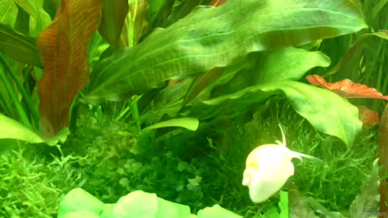 Süßwassertang von Herzilein (11)