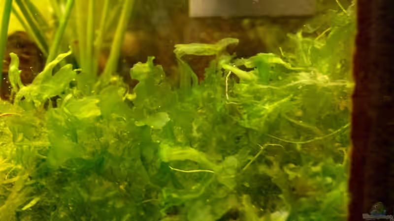 Süßwassertang von mamo2000 (17)