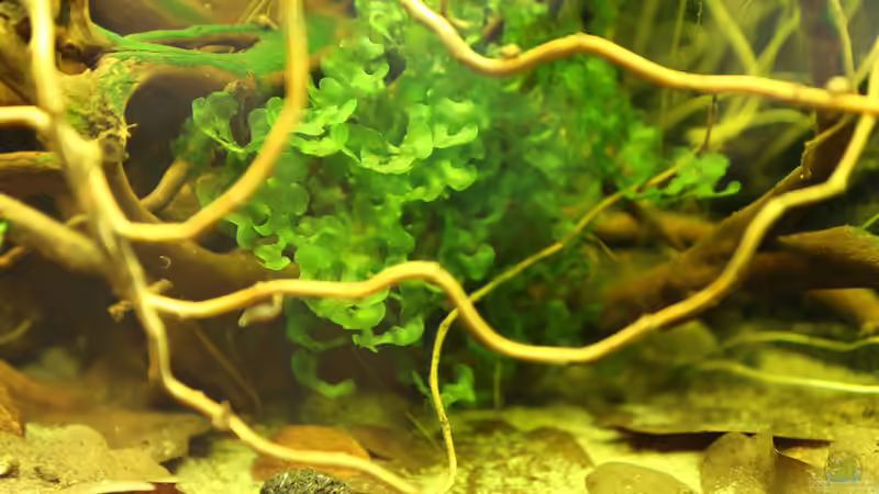 Süßwassertang von Martin Ihde (19)