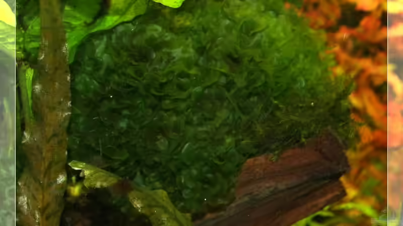 Süßwassertang von Ralf64 (35)