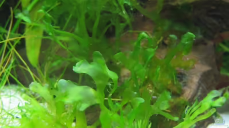 Süßwassertang von Silvia (8)