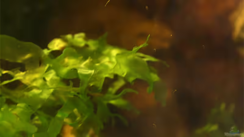 Süßwassertank von senf.. (9)