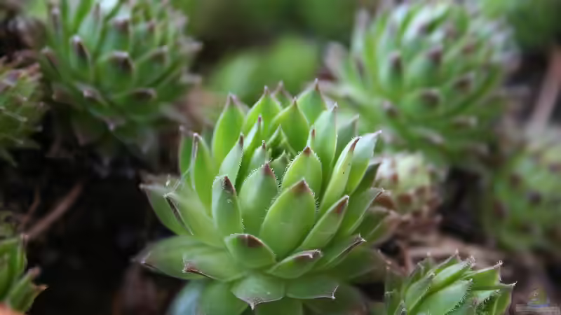 Sukkulenten im Terrarium: Eine einfache Anleitung für eine üppige, pflegeleichte Oase