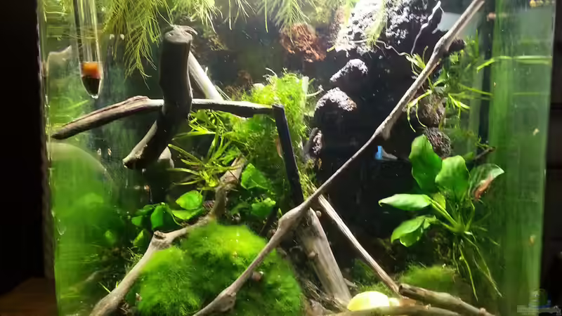 Sulawesi Hauptbild  von Zomic (1)