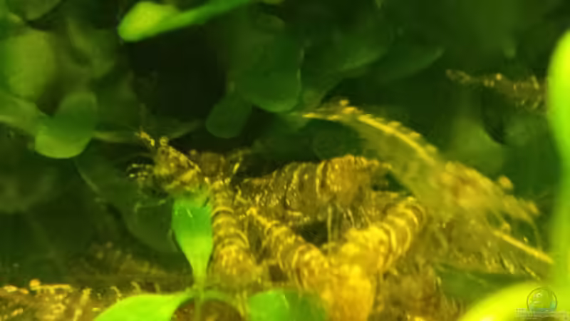 Sulawesi Inlandsgarnele ( Caridina parvidentata )  von sonic85 (22)