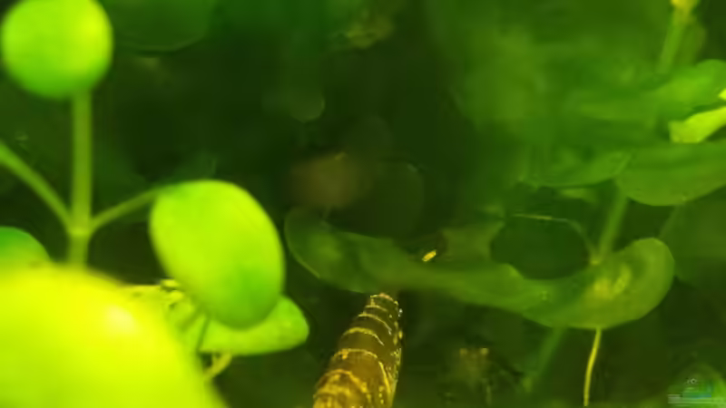 Sulawesi Inlandsgarnele ( Caridina parvidentata )  von sonic85 (24)