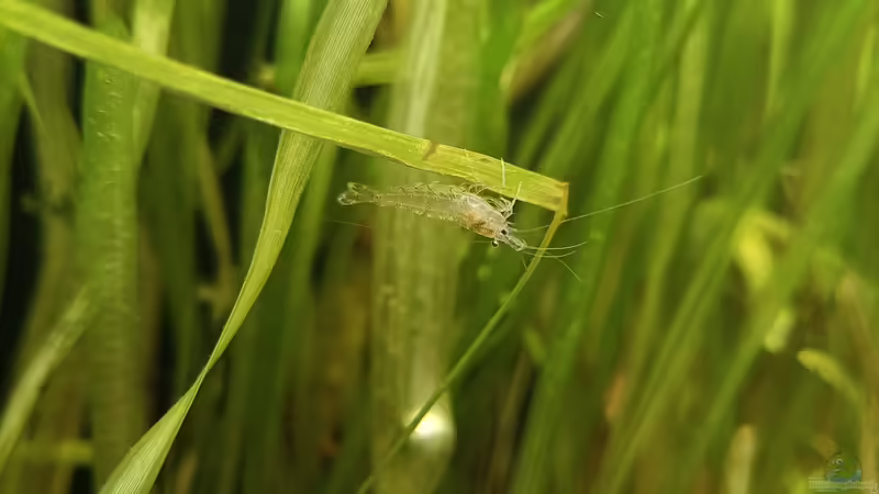 Sulawesi Inlandsgarnelen  von Hamstermaus (10)