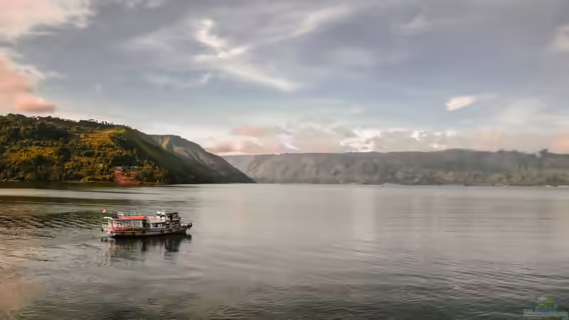 Sumatra - Mehr als die Heimat der Sumatrabarbe