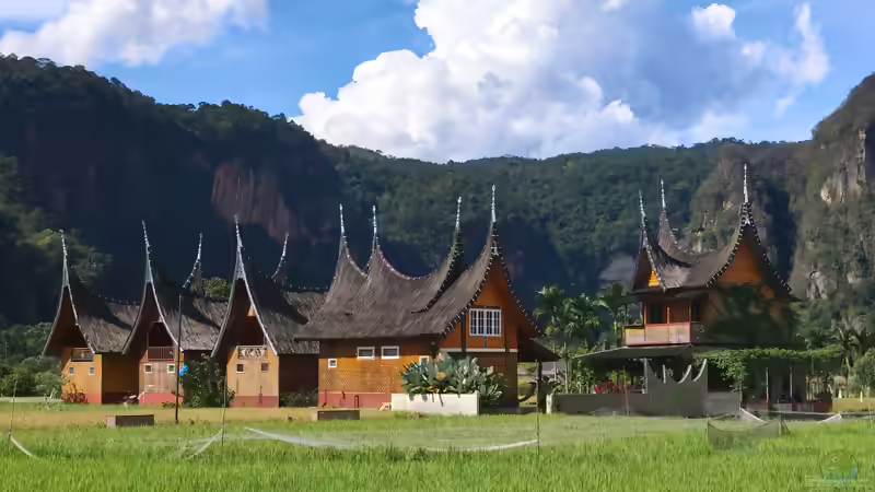Sumatra - Mehr als die Heimat der Sumatrabarbe