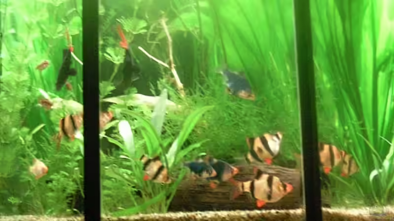 Sumatra, Gold und Moosbarben von Feuerschwanz (9)