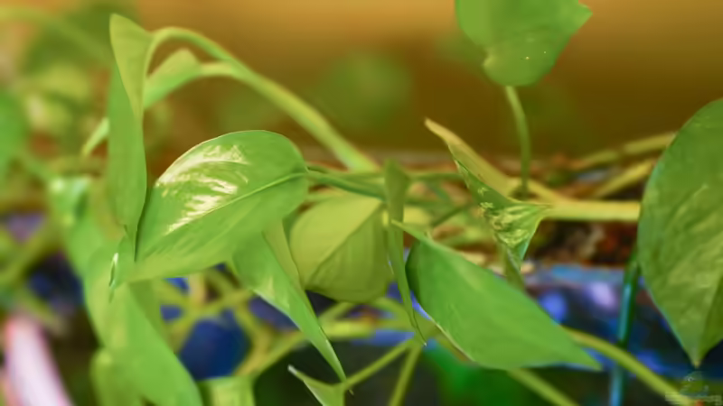 Sumatra ask for party von djoser (26)