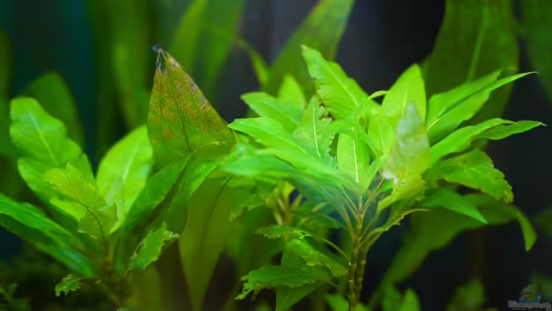 Sumatra ask for party von djoser (27)