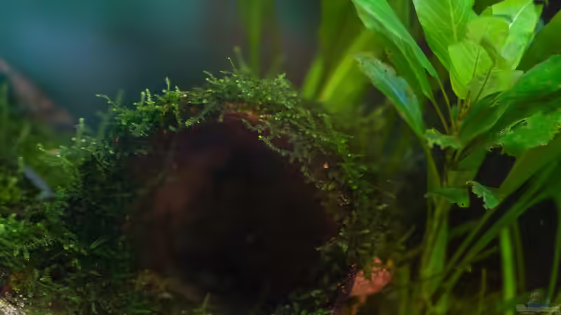 Sumatra ask for party von djoser (28)