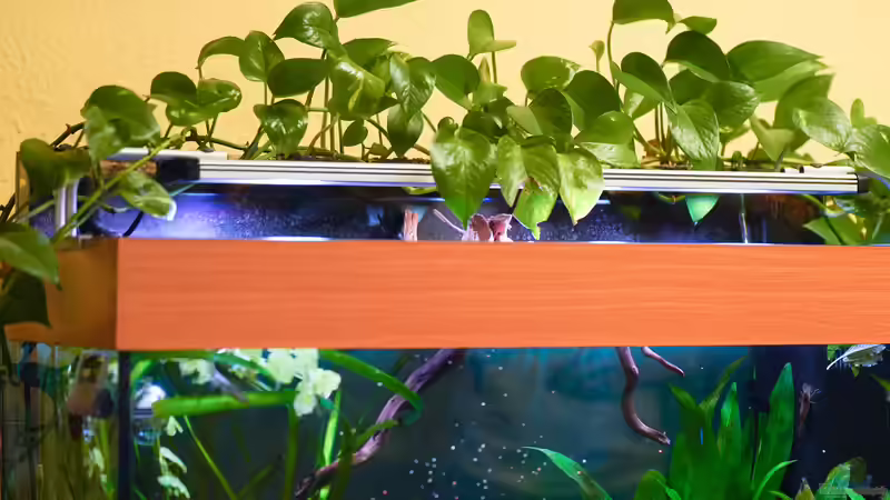 Sumatra ask for party von djoser (30)