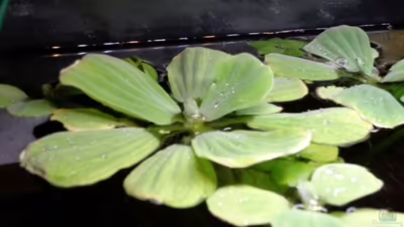 Sumatra ask for party von djoser (31)