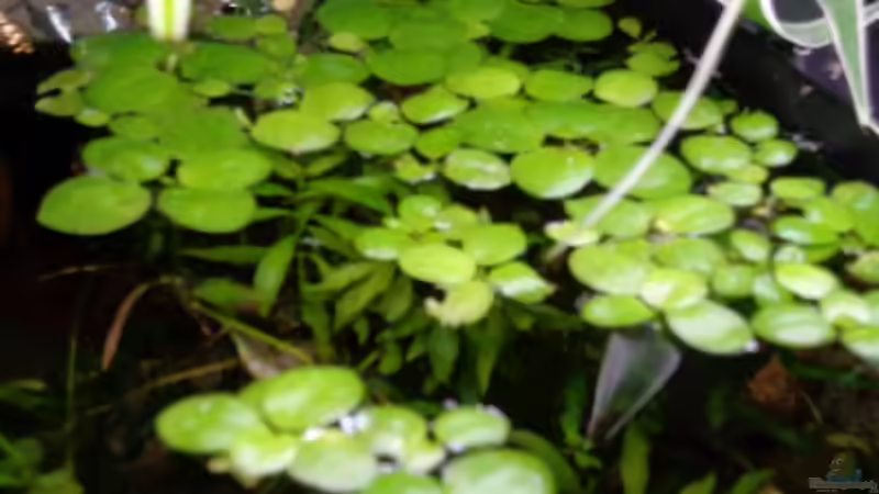 Sumatra ask for party von djoser (32)