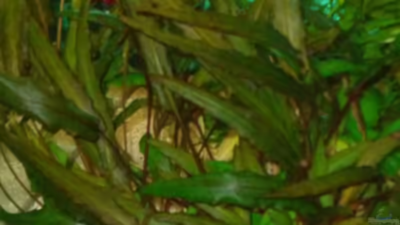 Sumatra ask for party von djoser (33)