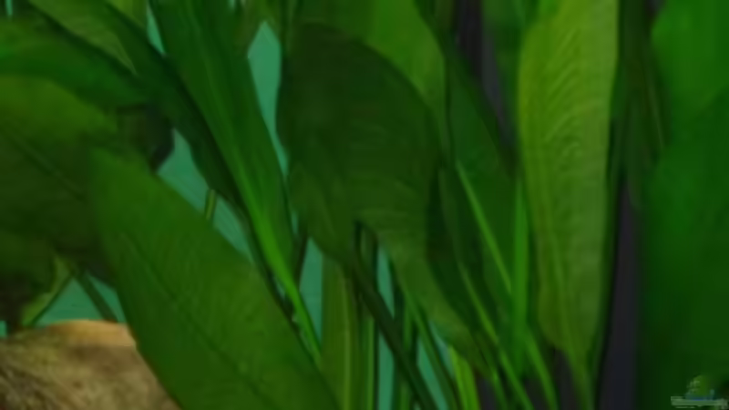 Sumatra ask for party von djoser (34)