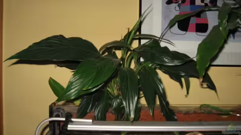 Sumatra ask for party von djoser (35)