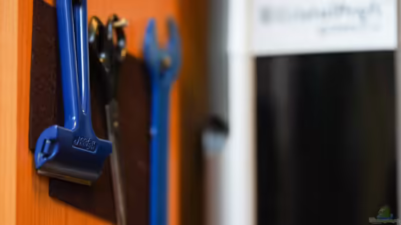 Sumatra ask for party von djoser (40)