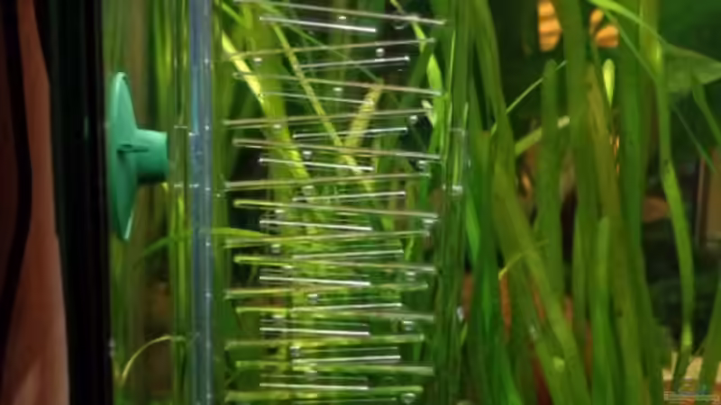 Sumatra ask for party von djoser (46)