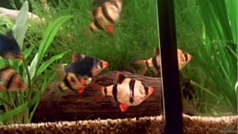 Aquarien mit Puntius tetrazona "grün" (Moosbarbe)