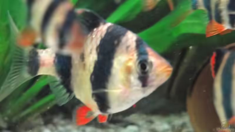 Sumatrabarbe von paule (4)