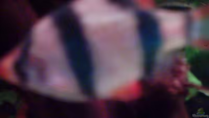 Sumatrabarbe von Pimpmatics (13)