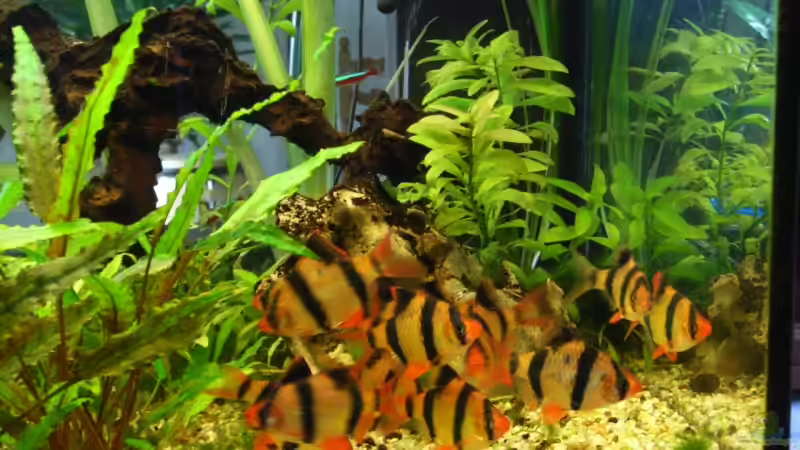 Sumatrabarben beim chillen von Oliver Czaika (9)