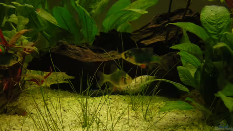Aquarien mit Sumatrabarben (Puntigrus tetrazona)
