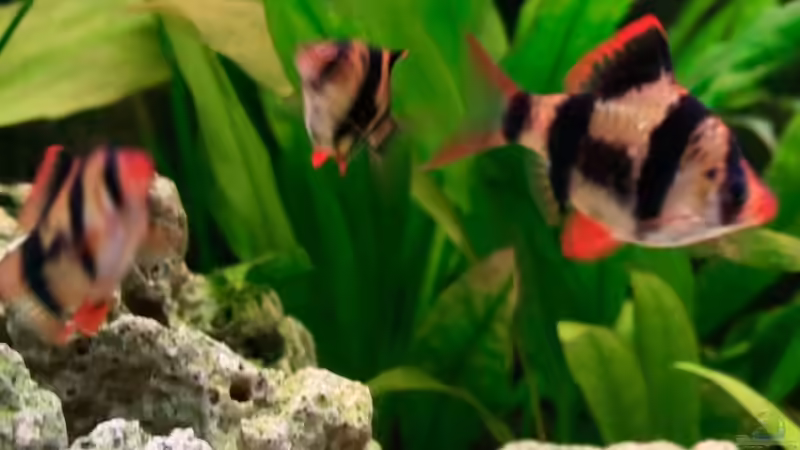 Sumatrabarben von blubba123 (9)