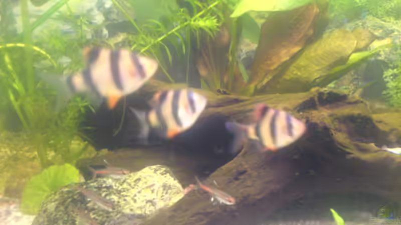 Sumatrabarben von Lars Albrecht (6)