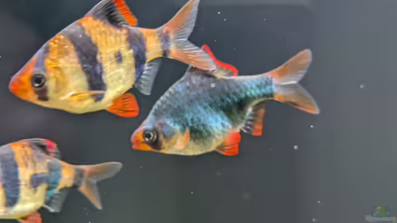 Aquarien mit Sumatrabarben (Puntigrus tetrazona)
