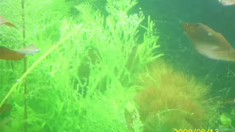 sumatrafarn  von Herbert Baier (18)