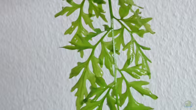 Sumatrafarn erst ausgelichtet, dann entfernt (Dez 13) von Aquilegia (7)