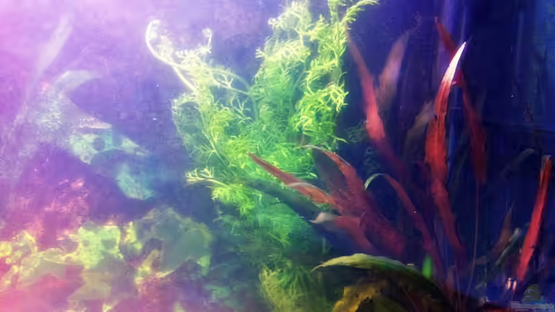 Sumatrafarn und Cryptocoryne undulata 20.07.2011 von Sebastian Philipp (17)