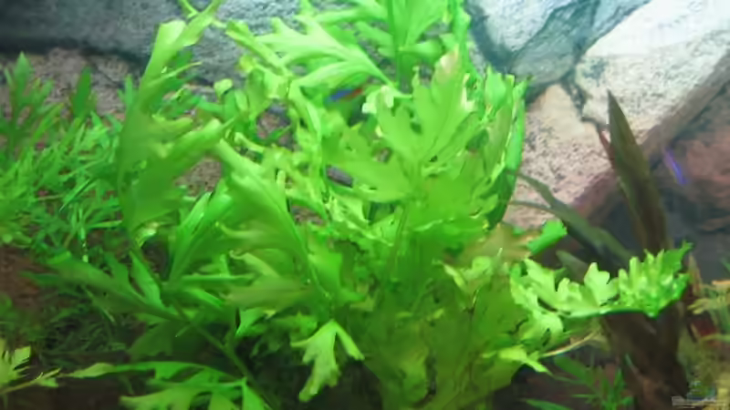 sumatrafarn28.03.08 von Ron Schäpe (13)