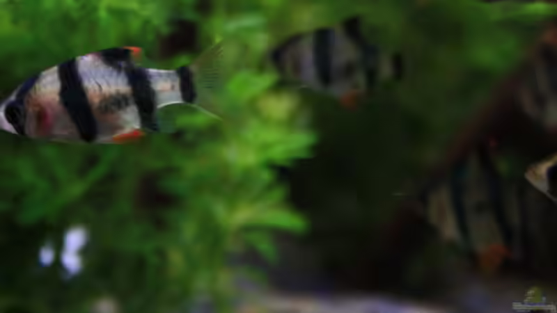 Sumatras im Becken von Florian Bandhauer (45)