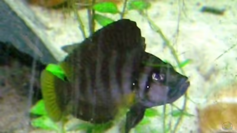 Sumbu shell Bock von Padrona (3)