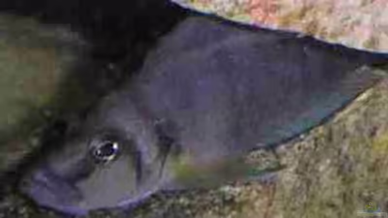 Sumbu Shell von Saskia Geers (5)