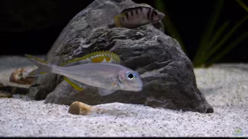 Sumbu und red Princess  von Martina (38)