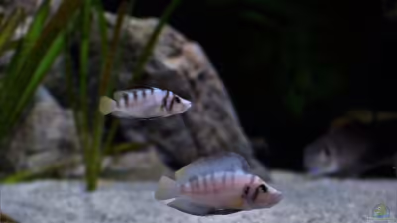 Sumbus von Martina (47)