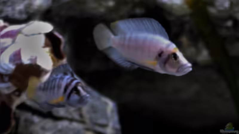 Sumbus von Martina (48)